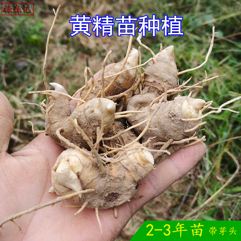 中药材黄精种苗种植鸡头黄精根块老虎姜农村野生姜形种苗带芽头