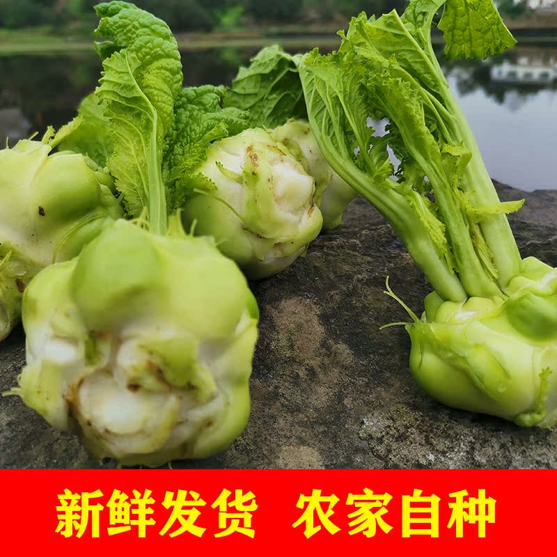 新鲜榨菜头青菜大头菜羊角菜儿菜头芥菜疙瘩陵榨菜头5斤新鲜蔬菜