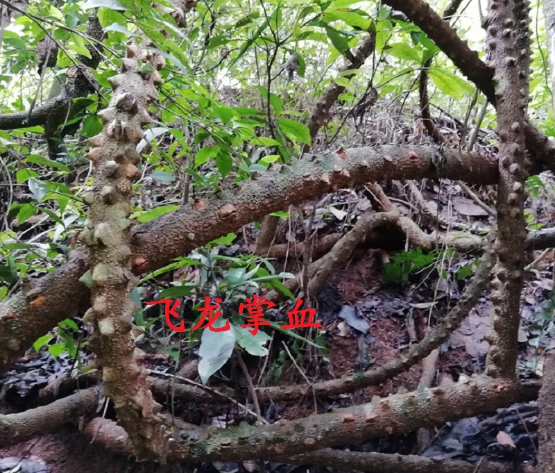 野生中药材飞龙掌血见血飞大救驾三百棒下山虎簕钩黄大金根