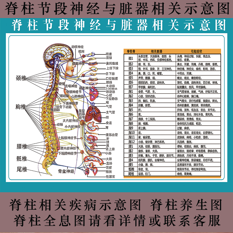 人体脊柱节段神经与脏器相关示意图分布图相关疾病挂图脊椎全息图