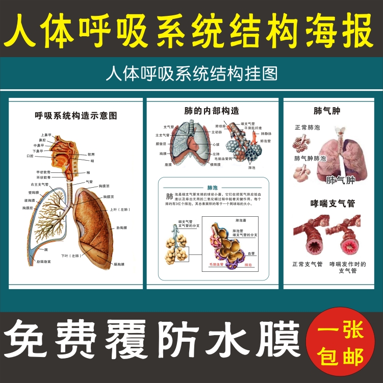 包邮人体呼吸内脏器官功能血管心脏肝肺消化呼吸系统构造解剖挂图