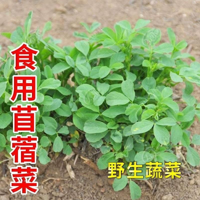 苜蓿芽食用新鲜苜蓿菜农家山野菜现摘苜蓿野草头现摘蔬菜3斤包邮