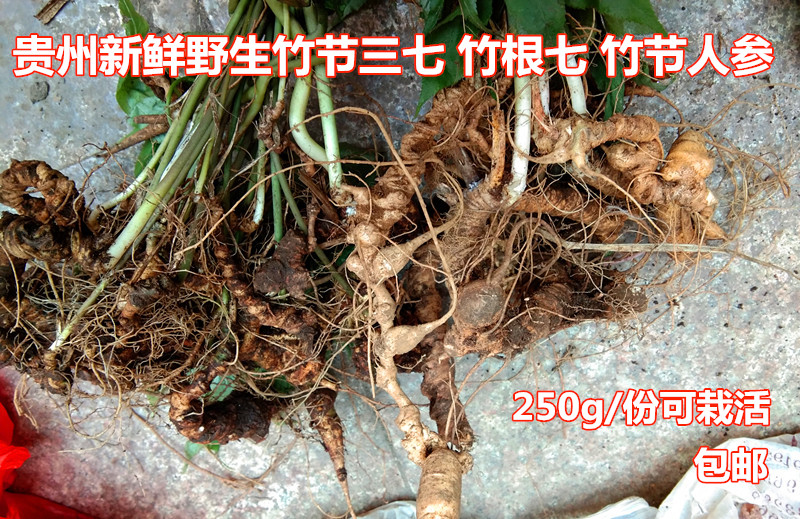 包邮贵州野生竹节人参250g 新鲜中草药材竹根七 竹节三七土参个子