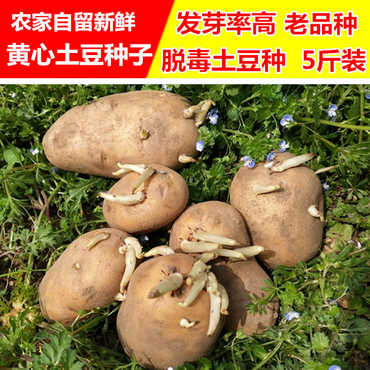 湖北农家黄心土豆种子老品种脱毒马铃薯种植洋芋发芽率盆栽5斤邮