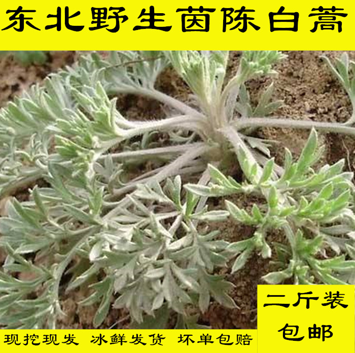 20年新鲜 东北辽宁大连现挖野生茵陈草绵茵陈蒸菜食用白蒿2斤包邮