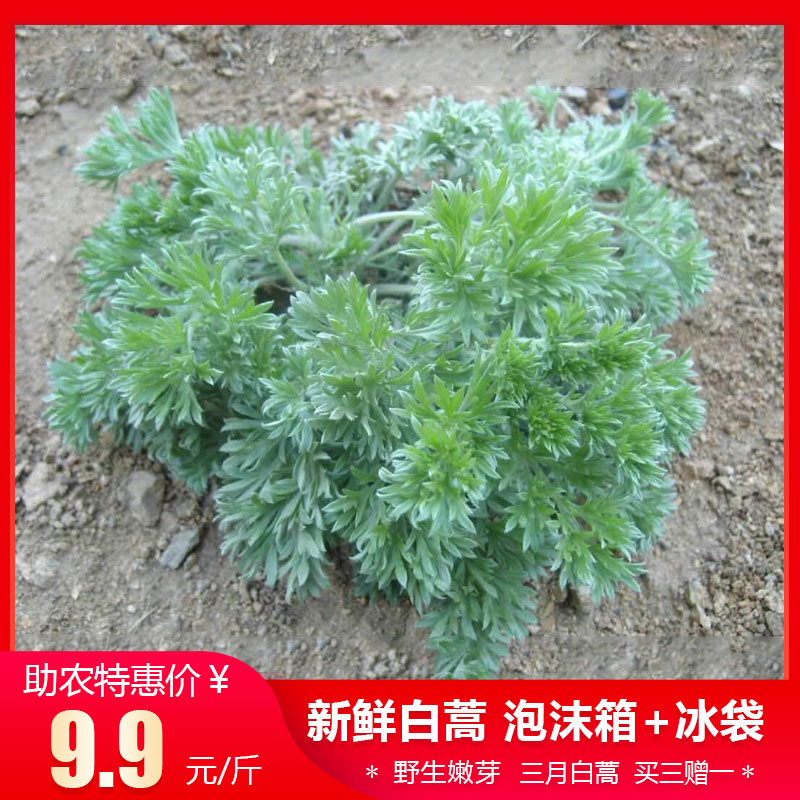 2020年茵陈草白蒿新鲜野生农家野菜干货中药材白苞蒿芽棉泡茶种子