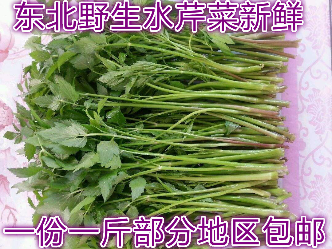 东北野菜水芹菜新鲜小叶芹500克包邮保温加冰野生芹菜新鲜水芹菜