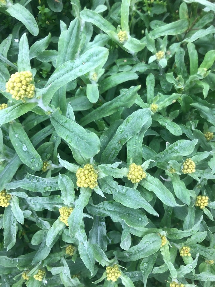 桂林野生新鲜鼠曲草清明草佛耳草清明菜绒毛草鼠麴田艾水牛花一斤