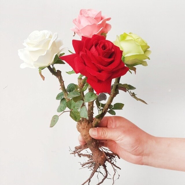 一颗进口嫁接玫瑰花苗四季开花客厅室内外月季花苗盆栽花卉绿植物