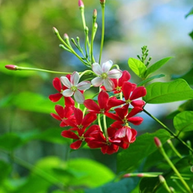 热销爬藤植物攀爬植物水君子花吏君子花苗紫藤花苗使君子盆栽四季