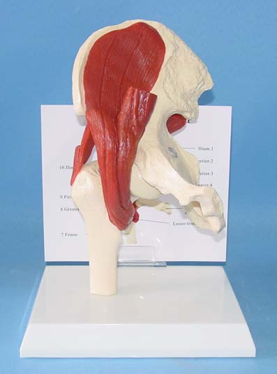 髋关节带肌肉模型 人体骨骼模型 盆骨肌肉模型 骨科教学演示模型