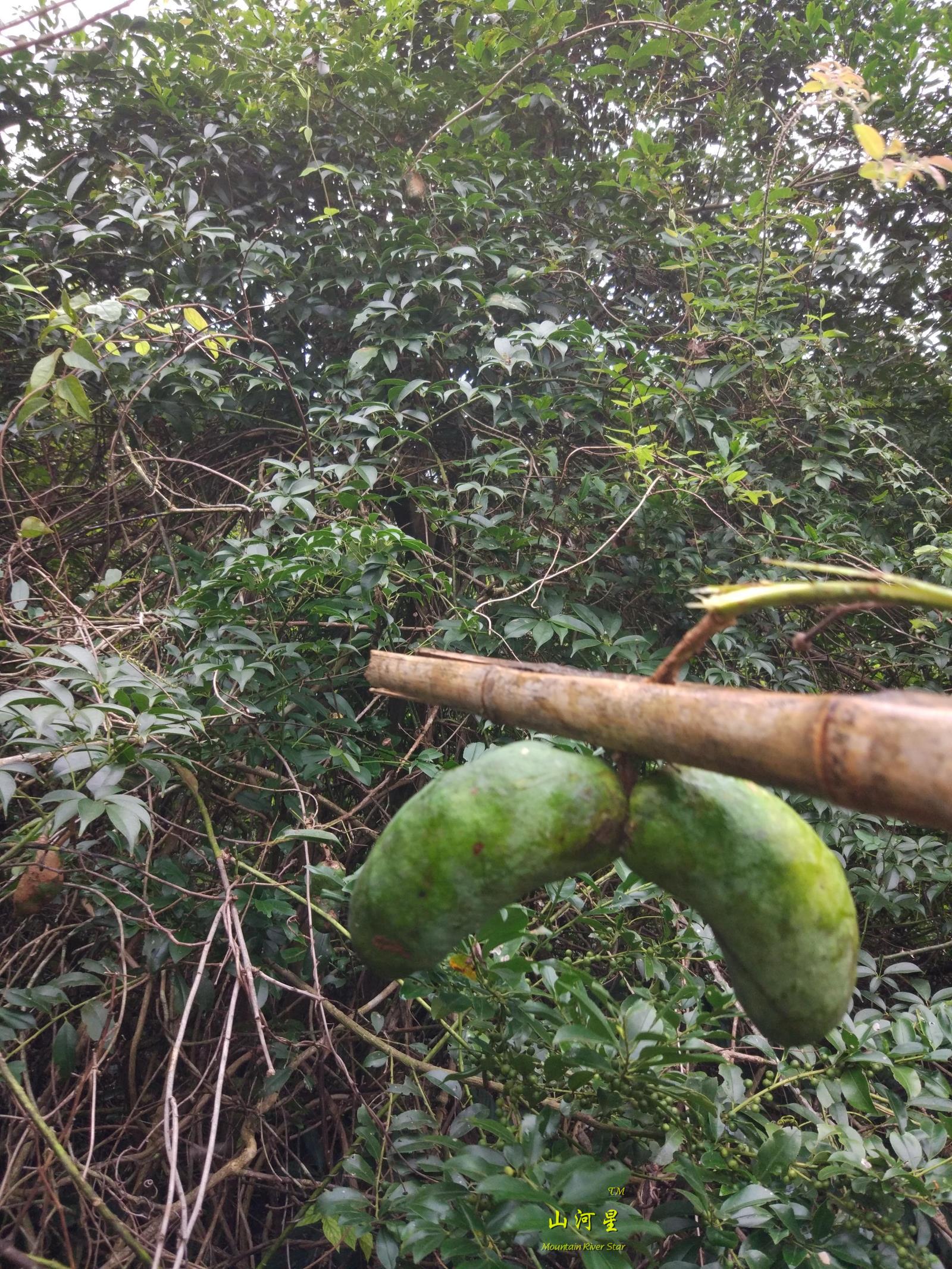 野生牛卵坨木通果福建八月瓜拿腾包4斤装包邮九月瓜