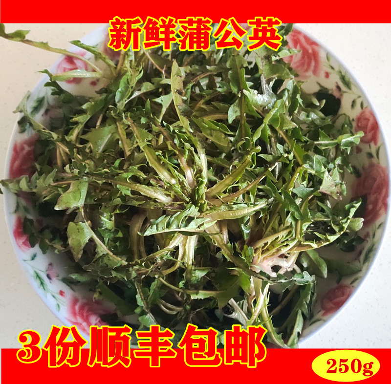 新鲜蒲公英山野菜蘸酱野生鲜婆婆丁苦麻子菜现挖药用顺丰3份包邮
