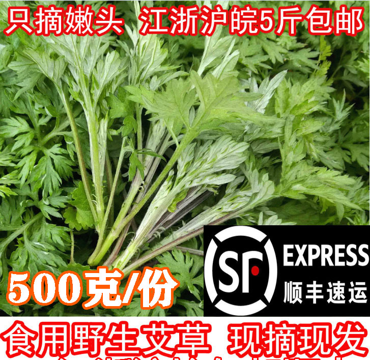 新鲜嫩艾叶食用 野菜 鲜艾叶清明草做青团的草田艾草顺丰快递包邮