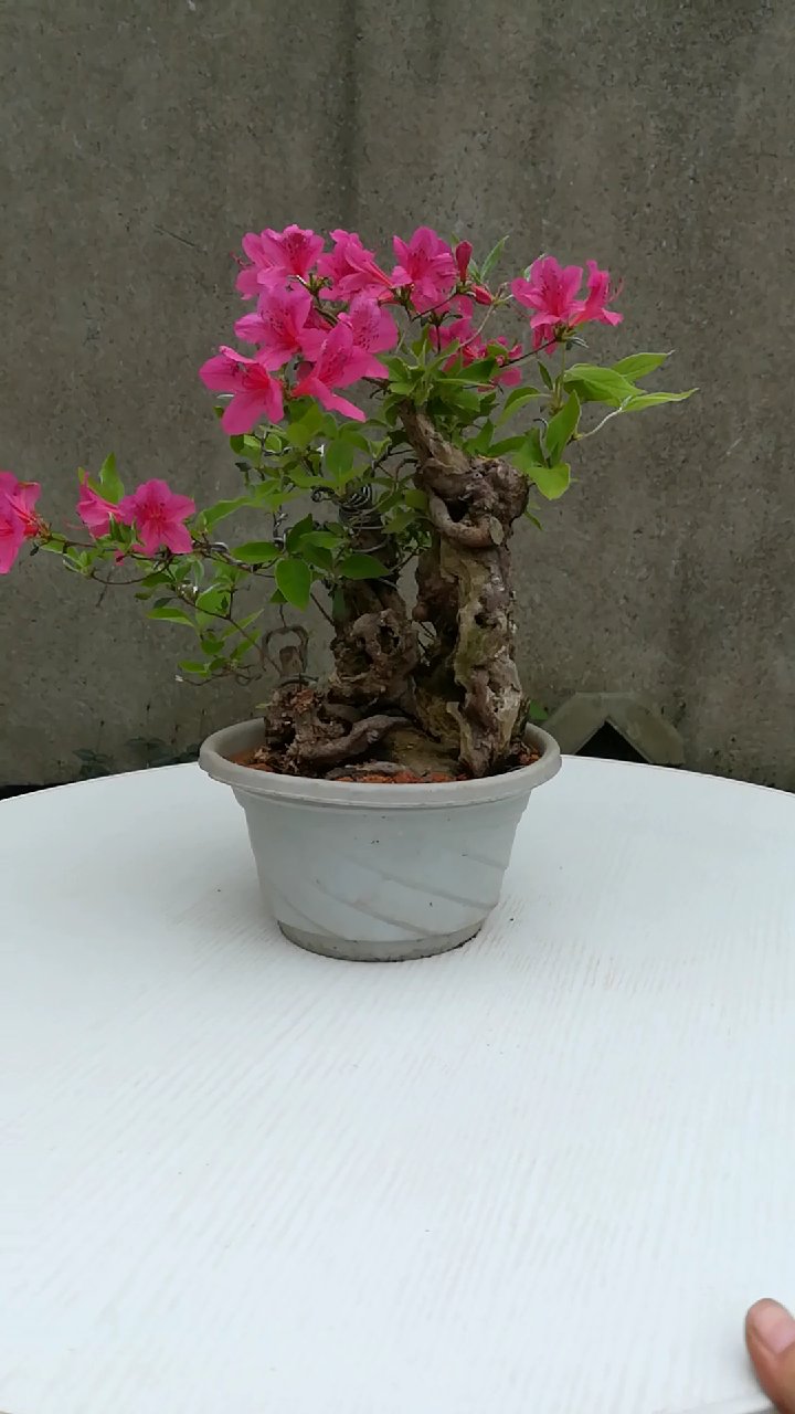 映山红杜鹃盆景小品掌上微型小老桩办公室花卉绿植阳台.