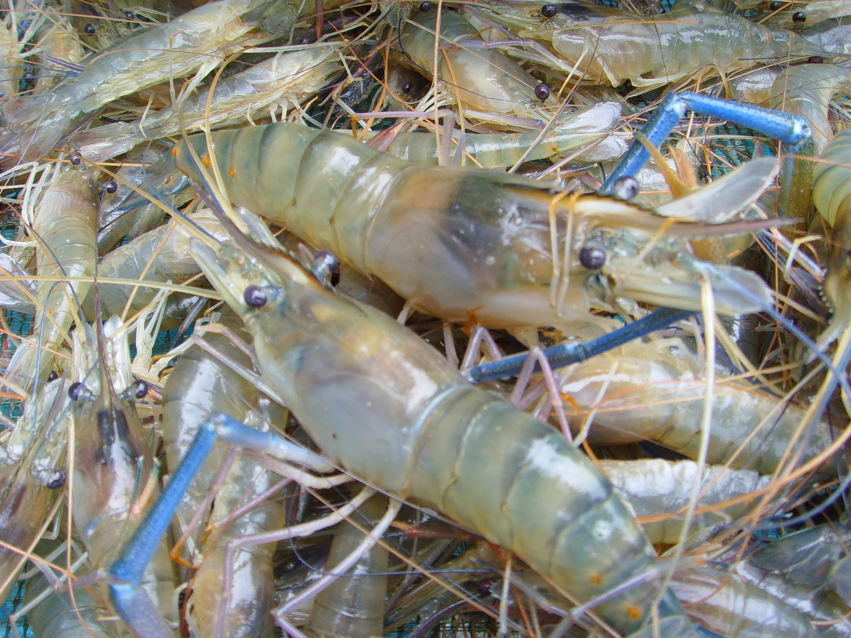 海买进口海鲜提醒您，关于阿根廷红虾的这些知识你一定要知道 - 知乎