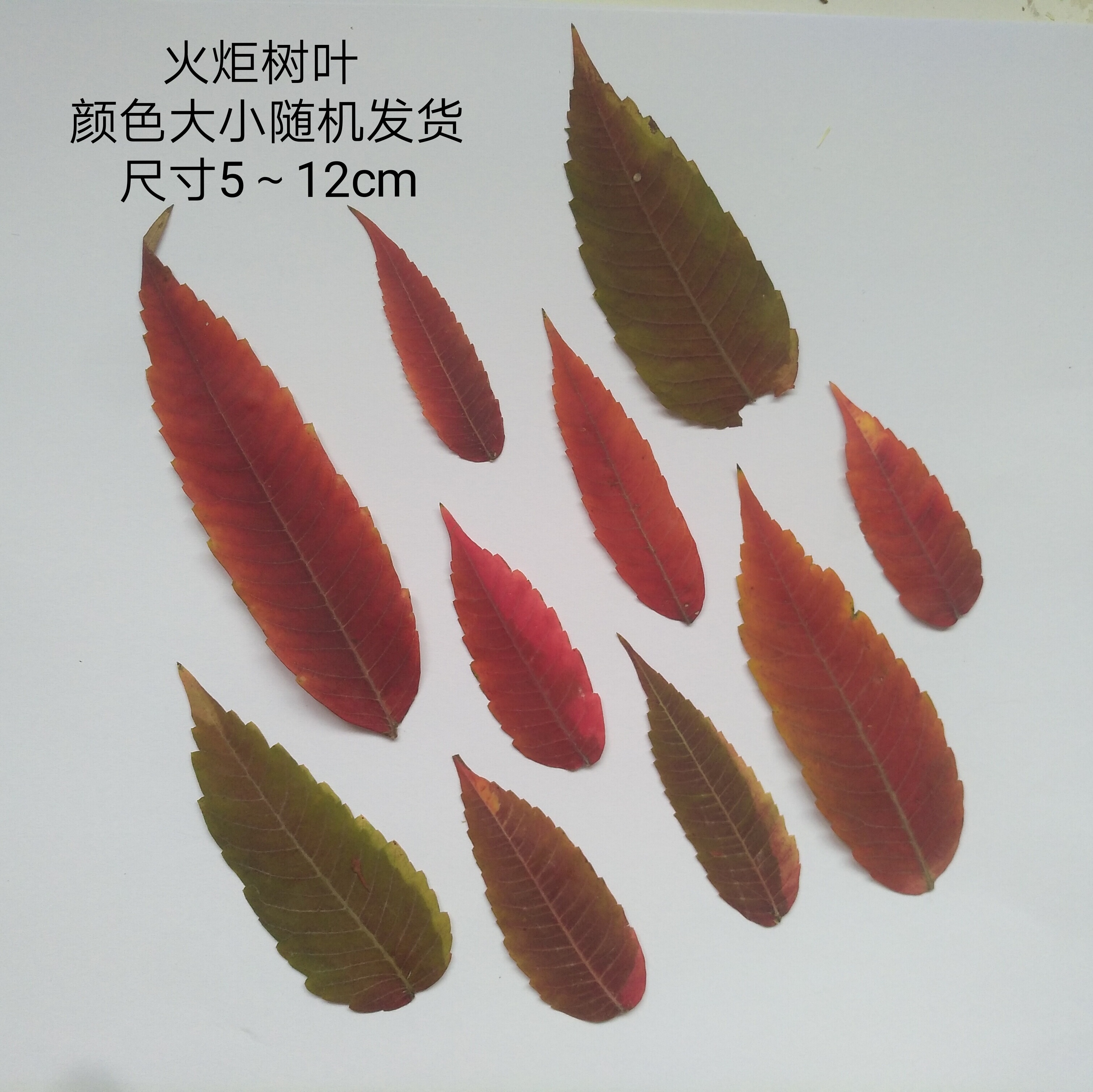 周周押花植物标本压花树叶 火炬树红叶 幼儿园手工树叶