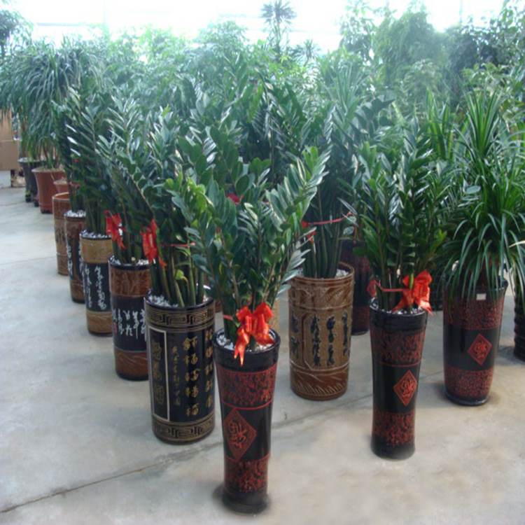 共15 件摇钱树种植相关商品