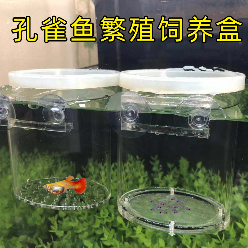 繁殖盒小鱼孵化盒孔雀鱼透明隔离饲养箱亚克力饲养繁殖孵化盒鱼苗