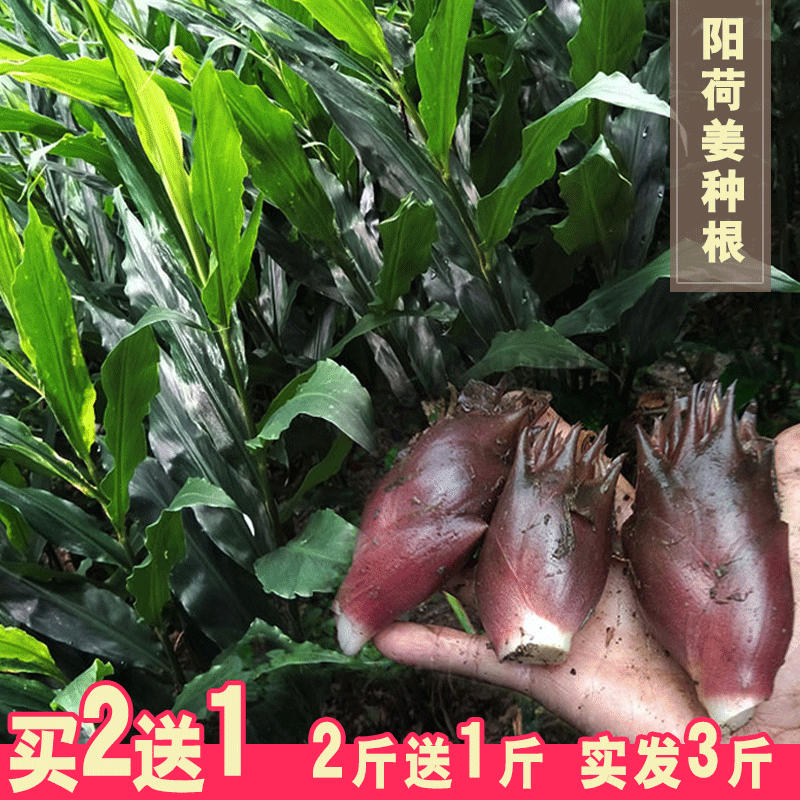 新鲜野生洋火姜种植|新鲜野生洋火姜做法|新鲜野生洋
