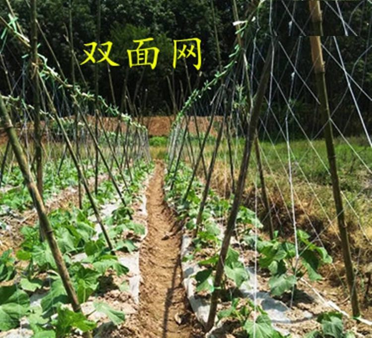 大棚吊秧绳 瓜果蔬菜吊绳绳子黄瓜西红柿爬藤网农用种植绳子杠绳