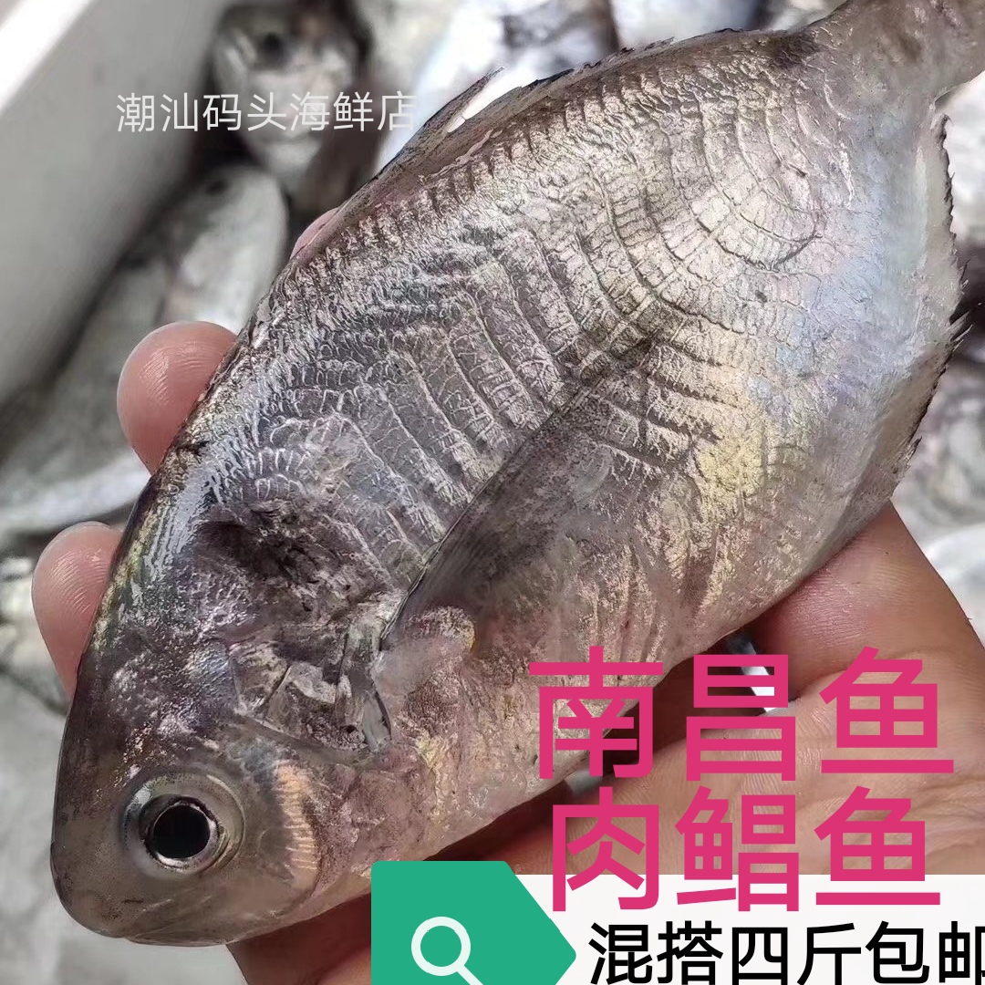 南昌鱼南鲳鱼肉鲳鱼肉昌潮汕码头海鲜新鲜南昌鱼鲜嫩野生海鱼鲳鱼