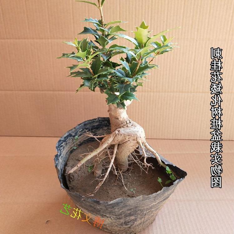 共24 件桂花树盆景树桩相关商品