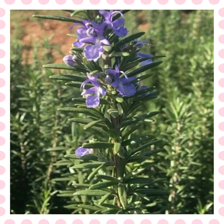 新鲜迷迭香 马鞭草酮迷迭香 新鲜枝条 做纯露 酵素